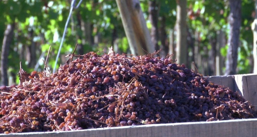 Puertas del Sol: innovando en la producción de uvas con tecnología de punta