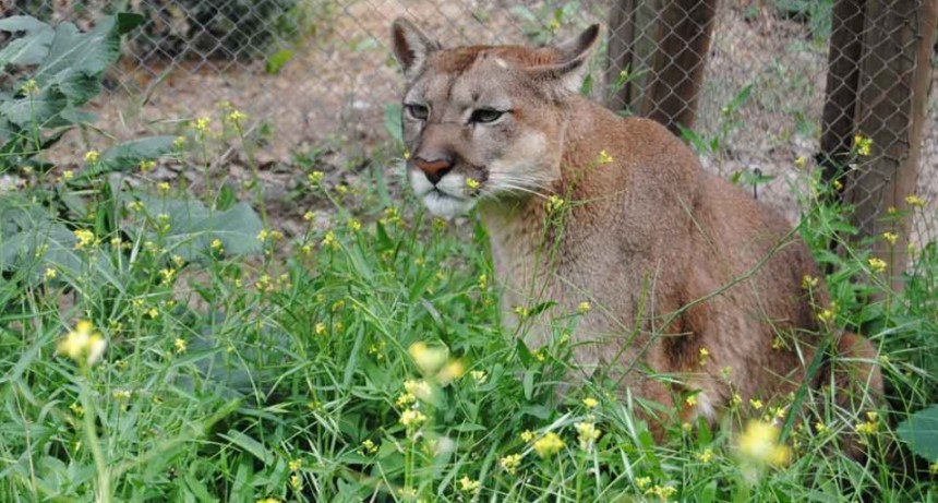 Ambiente reinsertará a su habitat a un puma rescatado