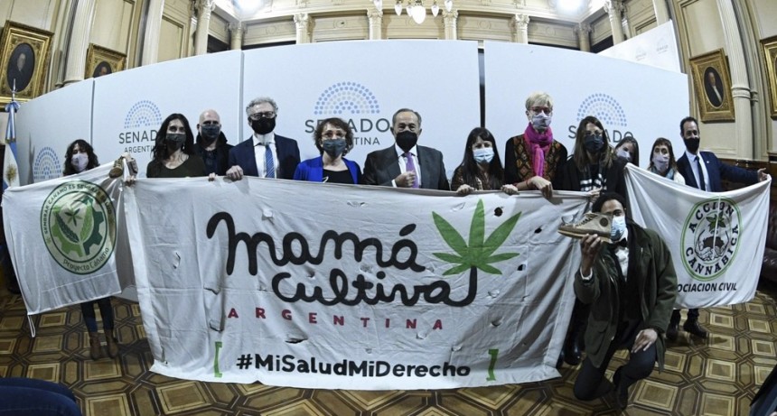 El Senado aprobó el marco regulatorio de producción de cannabis medicinal