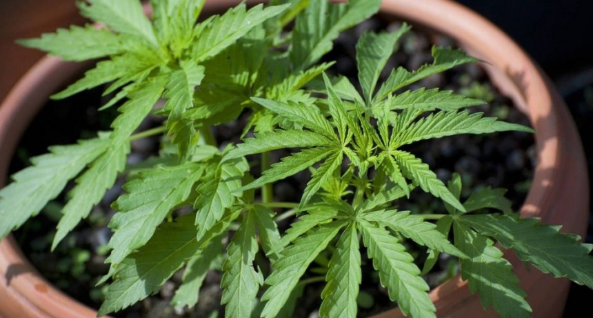 La Corte Suprema avala el uso de cannabis medicinal