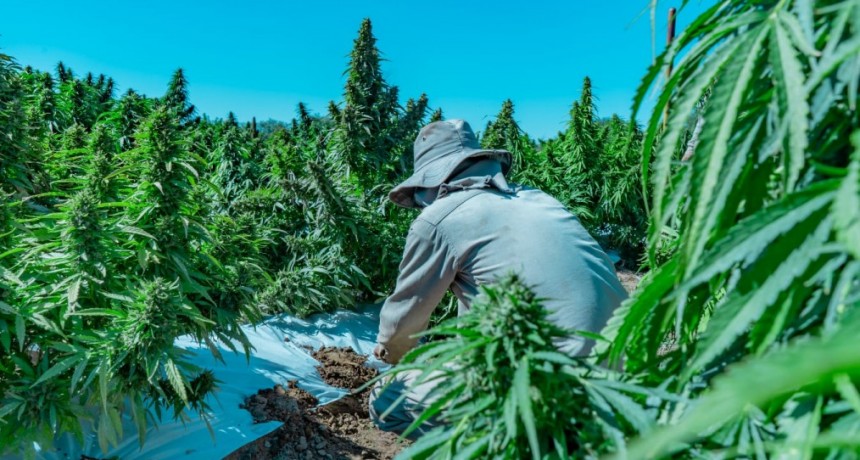 El primer aceite de cannabis riojano está pronto a ser una realidad