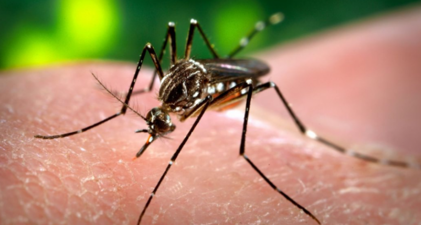La OMS advirtió que la ola de calor en Europa provocará un rebrote de dengue