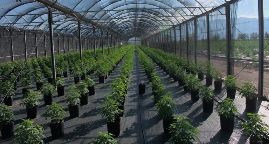 Avanza el proceso para que empresas privadas desarrollen actividades vinculadas al cannabis en la provincia