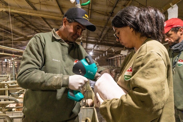 Nuevo sistema de vacunación en Cerdo de los Llanos mejora la salud animal y eleva los estándares de calidad