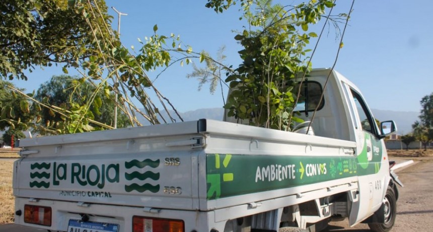 Colocan nuevos árboles en el barrio Jardín Norte