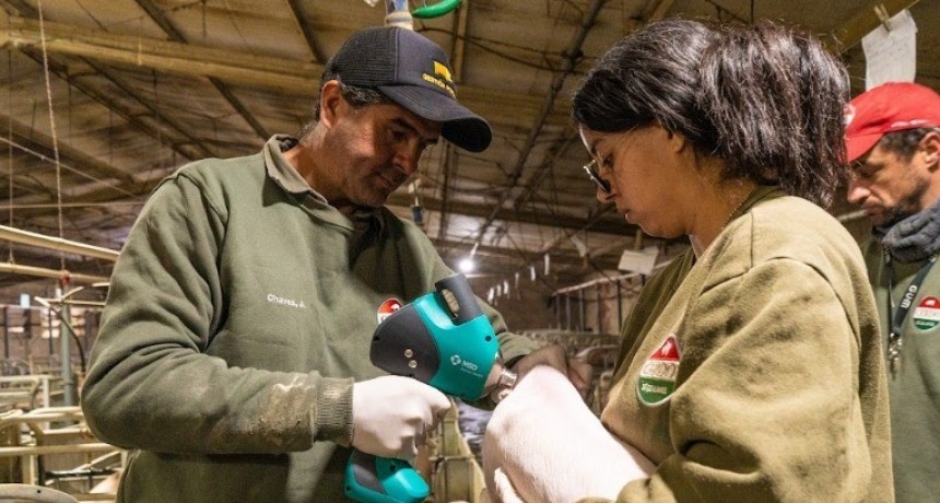 Nuevo sistema de vacunación en Cerdo de los Llanos mejora la salud animal y eleva los estándares de calidad