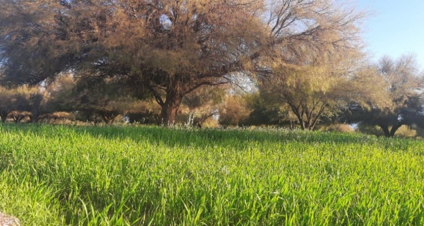 El Gobierno Provincial contribuye a mejorar la calidad en la producción de comino