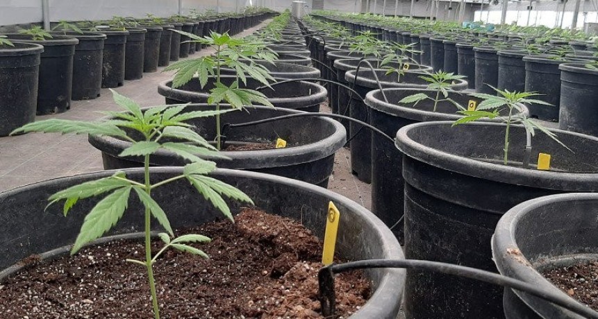 El Gobierno reglamentó la Ley de Cannabis Medicinal y Cáñamo Industrial