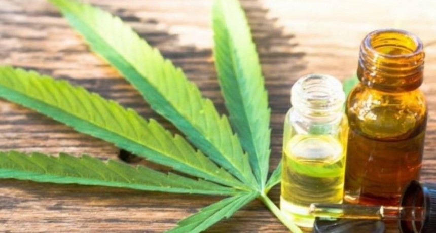  Cannabis: La Rioja avanza con el estudio clínico para el tratamiento de migraña 