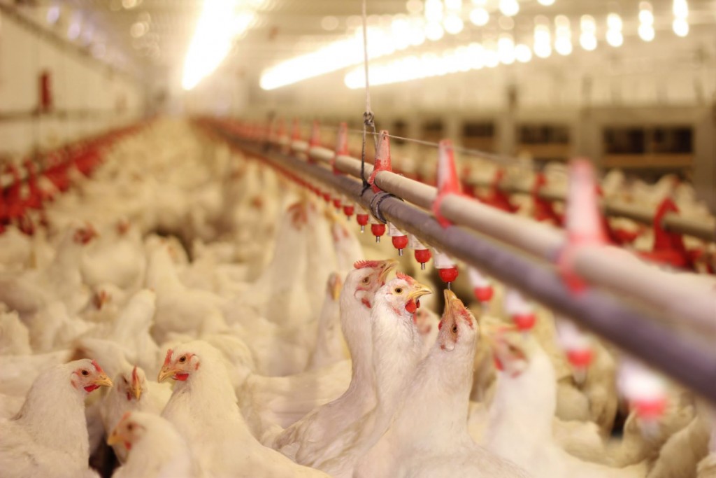Argentina suspende exportación de pollo por caso de gripe aviar