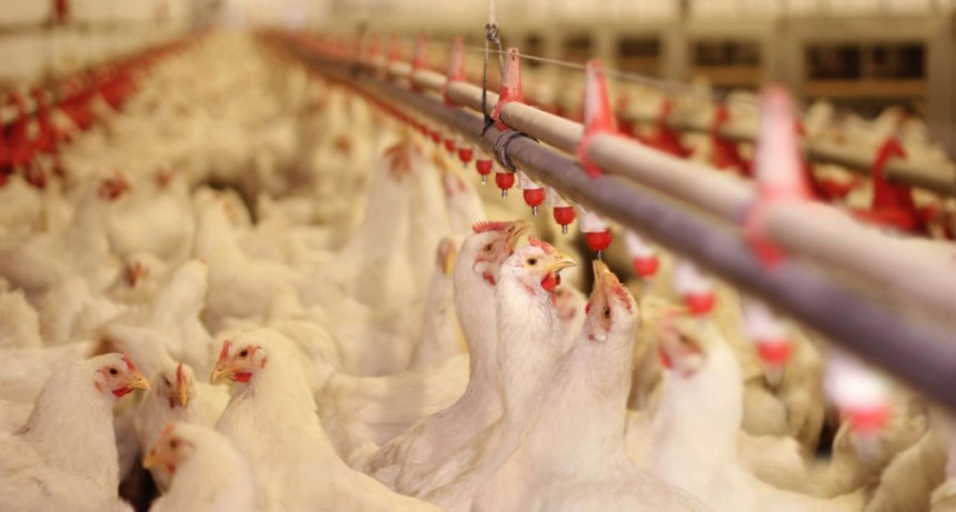 Argentina suspende exportación de pollo por caso de gripe aviar
