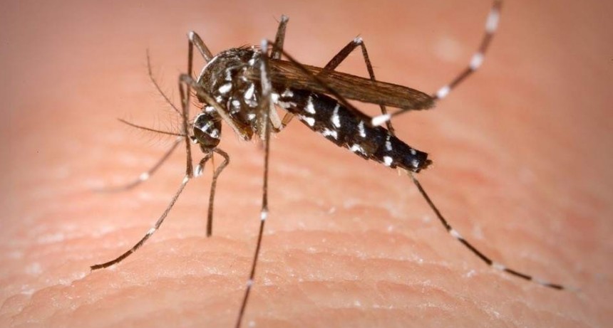 Diseñan mosquitos para detener la transmisión del dengue