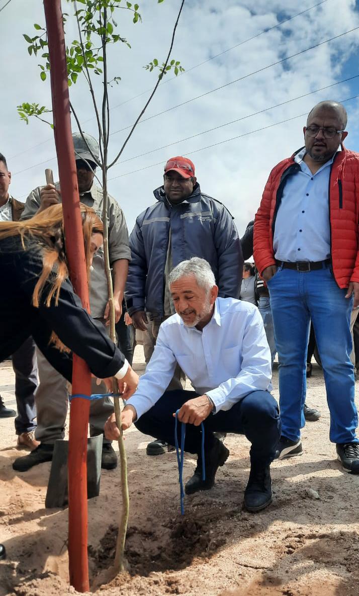 Arauco inicia con 500 árboles el Plan Forestar