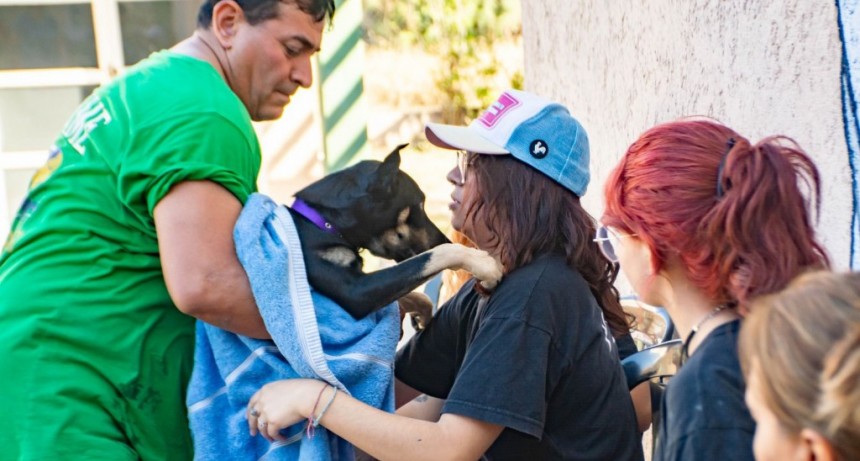 Desde el municipio brindan servicio gratuito de vacunación y desparasitación de perros y gatos