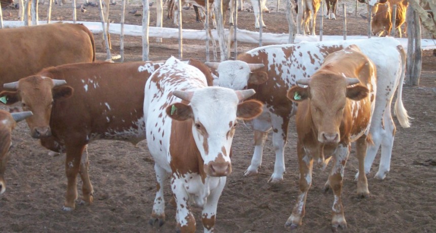 El Gobierno implementa ambicioso plan para el desarrollo bovino