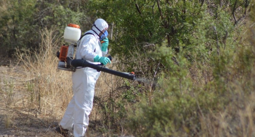 Manga de langostas preocupa a productores agrícolas 