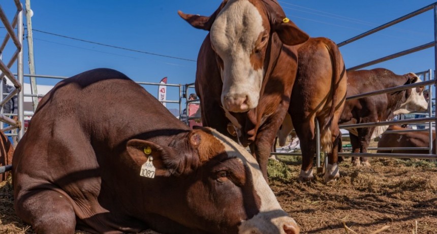  Cabañas Riojanas realizó la segunda jornada de remates con importante partipación de productores 