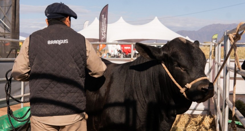 La primera jornada del Remate de Cabañas Riojanas 2023 reunió a cientos de productores y estudiantes de toda la provincia