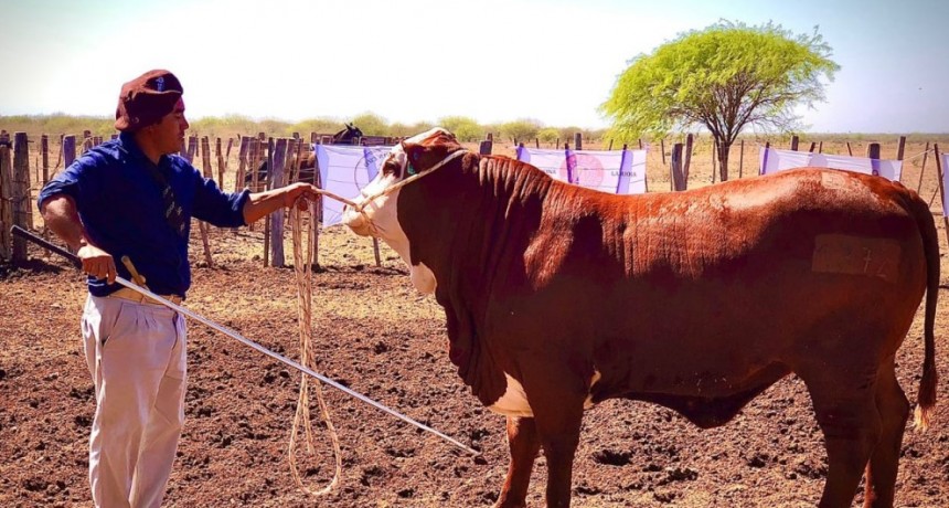 Kayne rompió récord en el Remate de Cabañas Riojanas al vender el animal que mejor se pagó