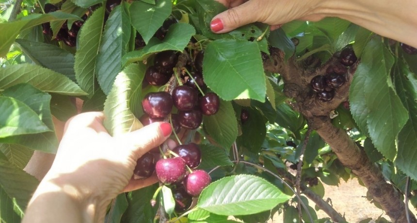 Fructífera producción de cereza en la costa riojana