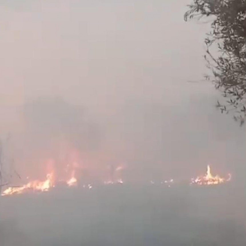 Controlan incendio forestal en San Blas de los Sauces