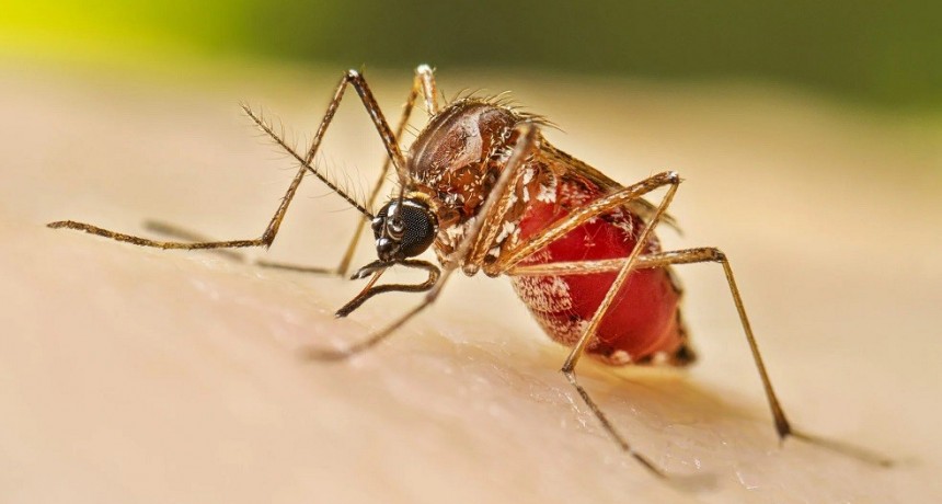  Salud evalúa cuatro posibles casos de dengue en la provincia