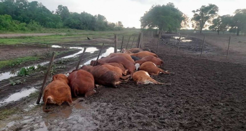 Un rayo mató unos 65 terneros en Formosa