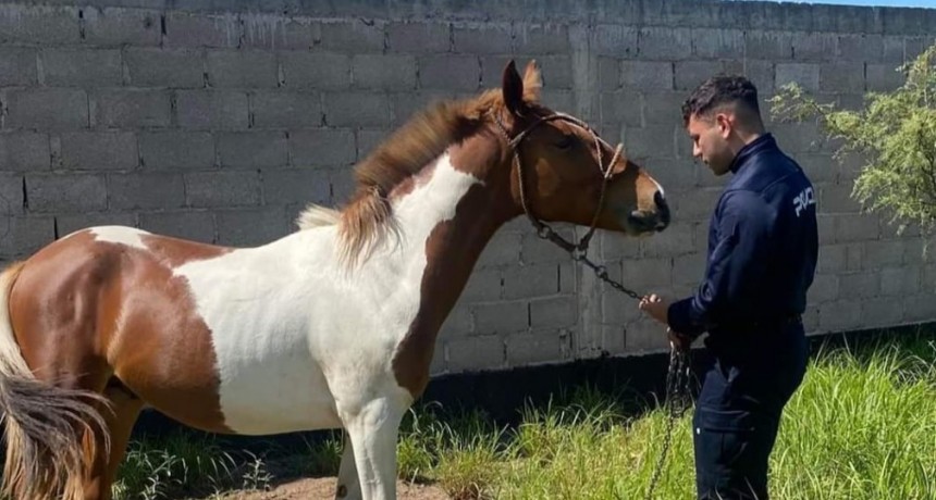 Destacan accionar policial por maltrato animal