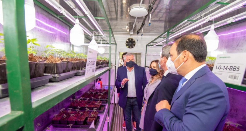  Jujuy : Comenzó la producción de aceite de cannabis