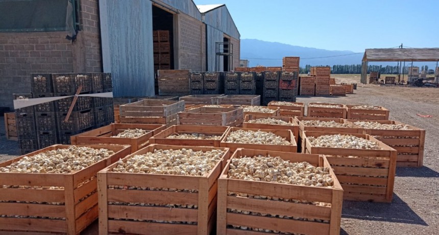 La Rioja exportó más de 90 mil kilos de ajo a Brasil