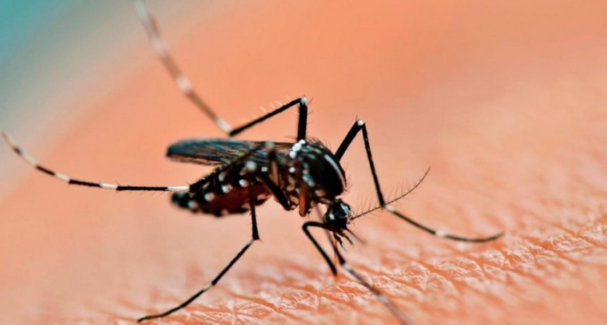 Preocupación por los casos de dengue en zonas que nunca registraron casos