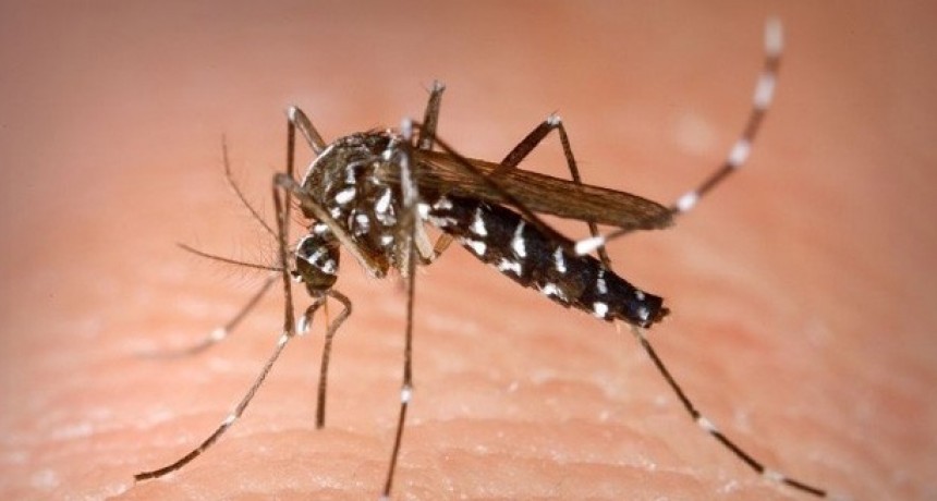 Se detectó el primer caso de dengue autóctono en San Luis