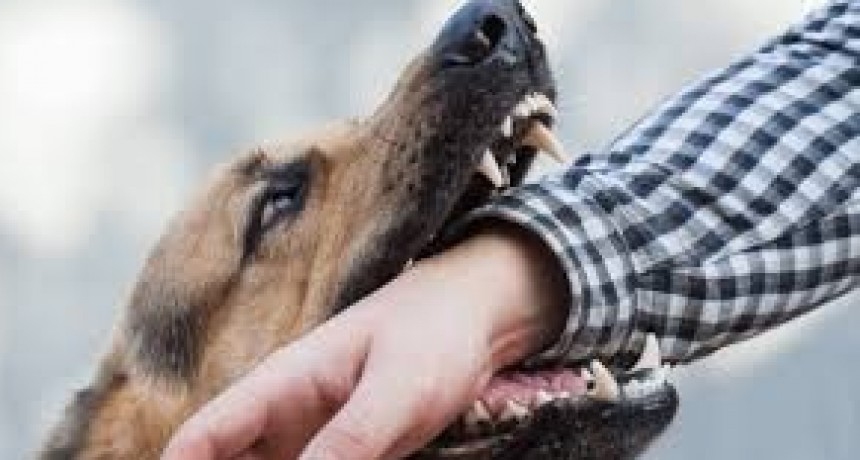 Falleció la beba atacada por un perro: permanecía internada en estado crítico